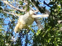 /album/fotogaleria-madagaskar-zajazd-vy-a-my1/madagaskar-zajazd-50-jpg2/